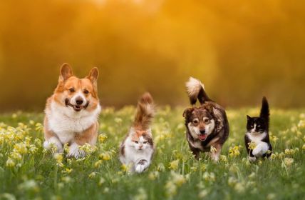 NRW-Produktion von Katzen- und Hundefutter erreicht 2024 neues (Foto: AdobeStock - nataba - 604547093)